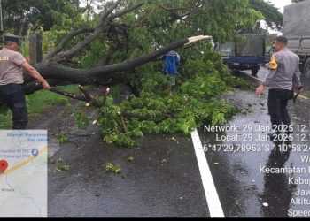 Pohon Tumbang di Margorejo Sebabkan Kemacetan