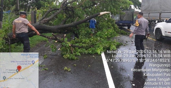 Pohon Tumbang di Margorejo Sebabkan Kemacetan
